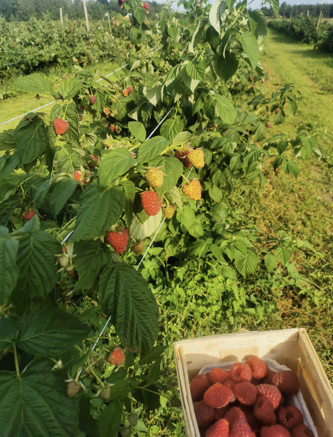 Screenshot_20230909_122429_com.android.gallery3d