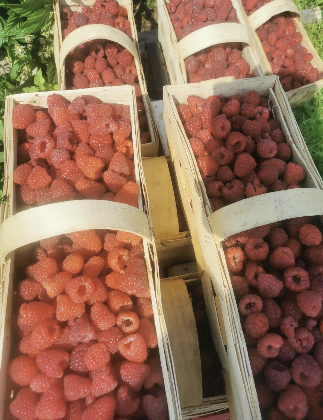 Screenshot_20230909_122442_com.android.gallery3d