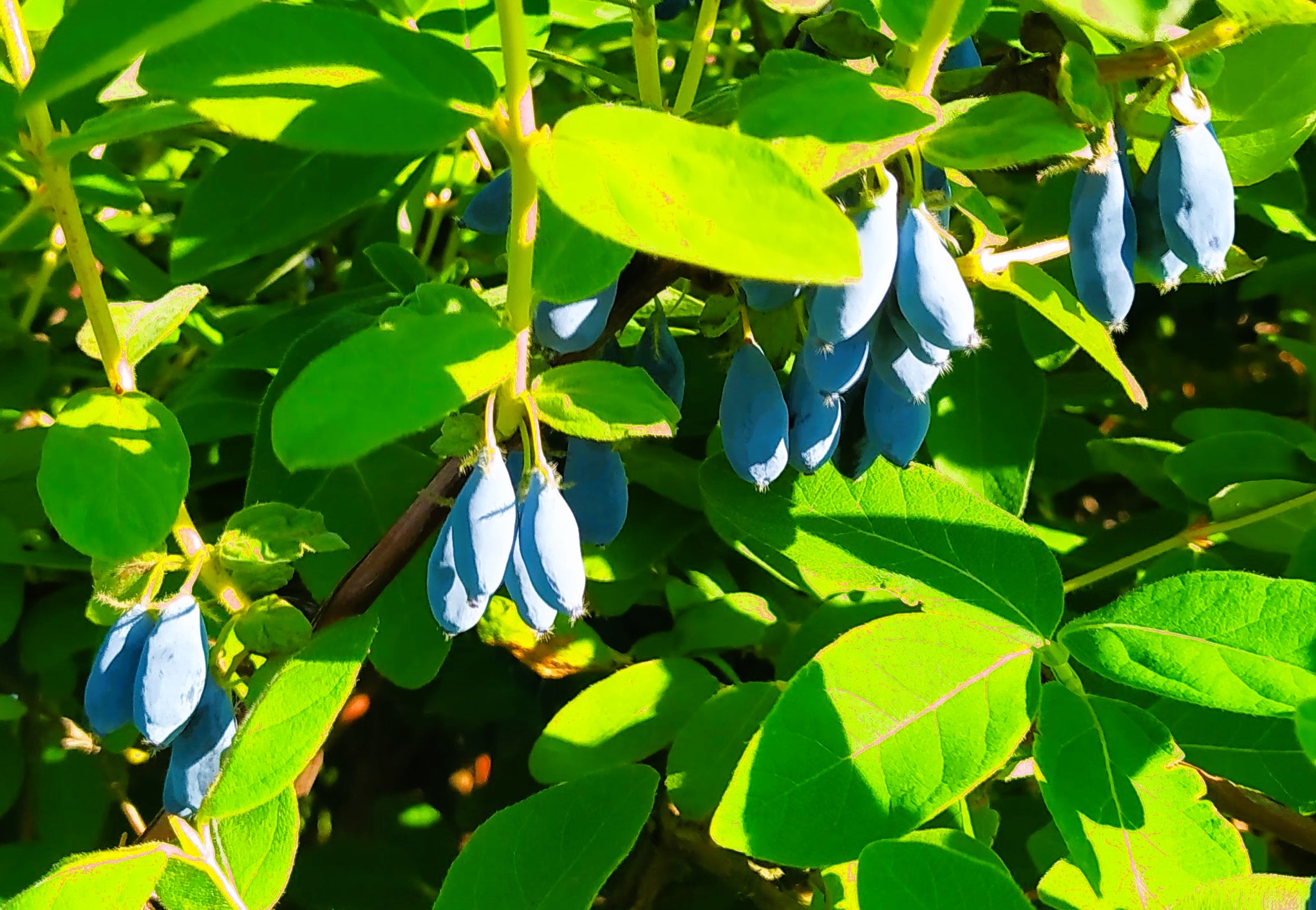 336912978_9102075216529391_715860613169720885_n