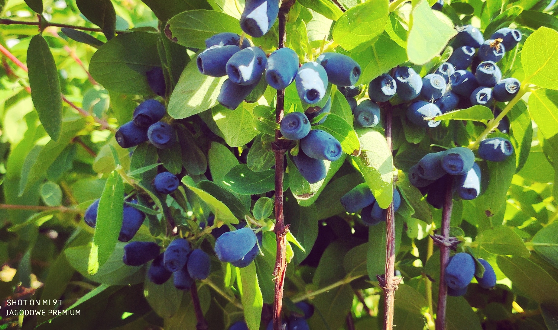 IMG_20240521_121727_315