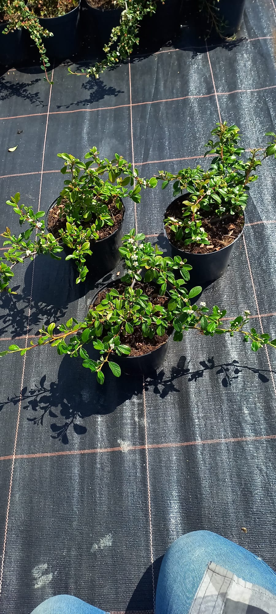 inbound1849132541746495778