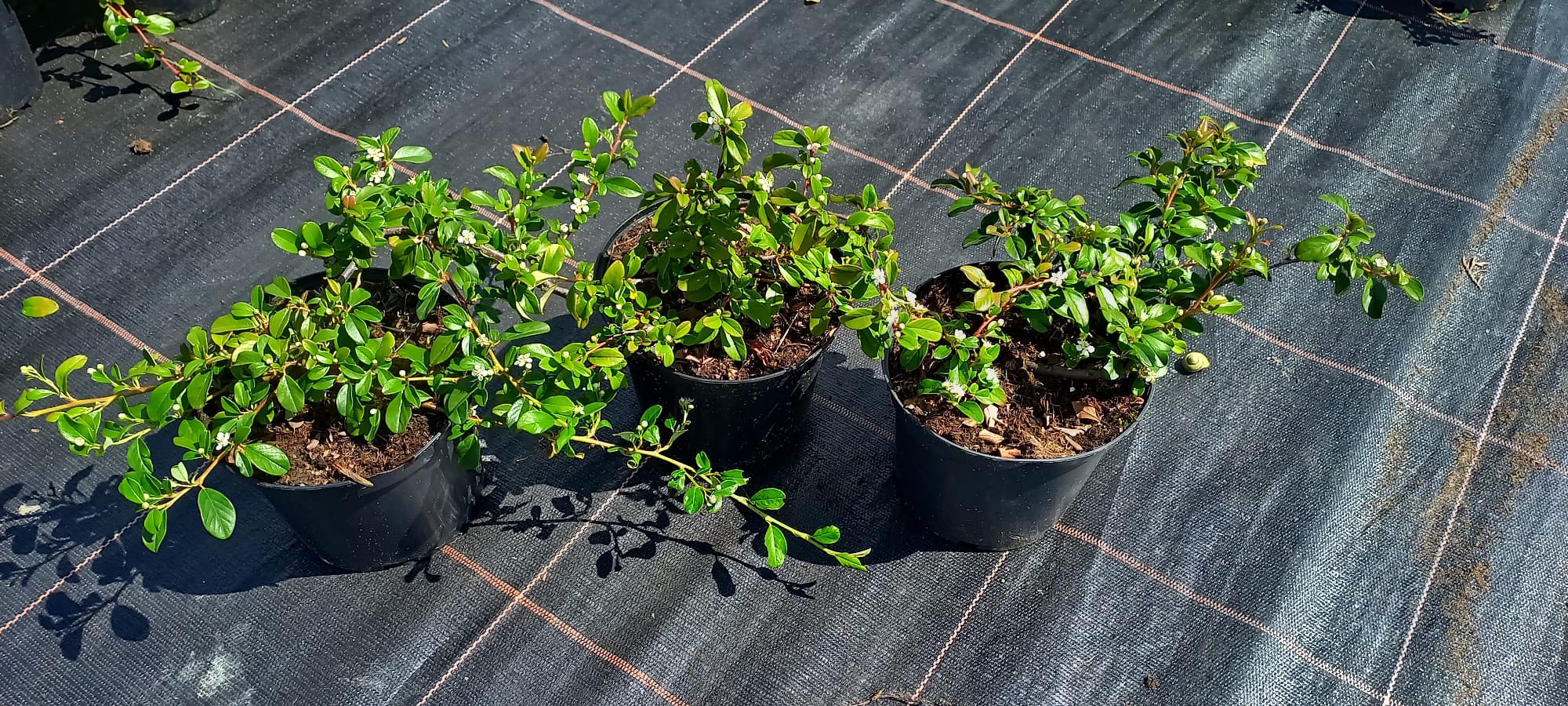 inbound3145774678976358538