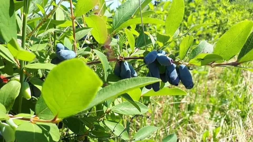 inbound3650258540902045101