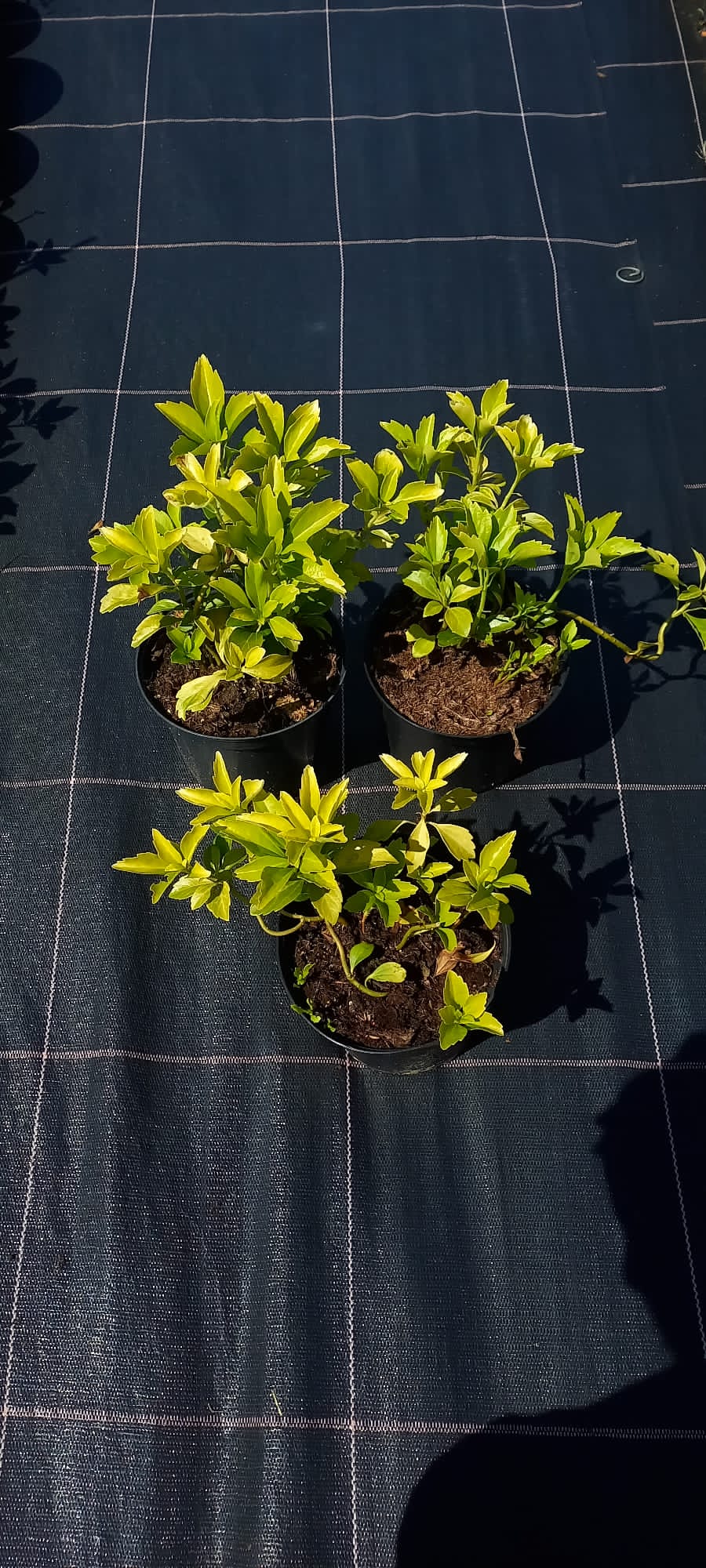 inbound4358452305924978213