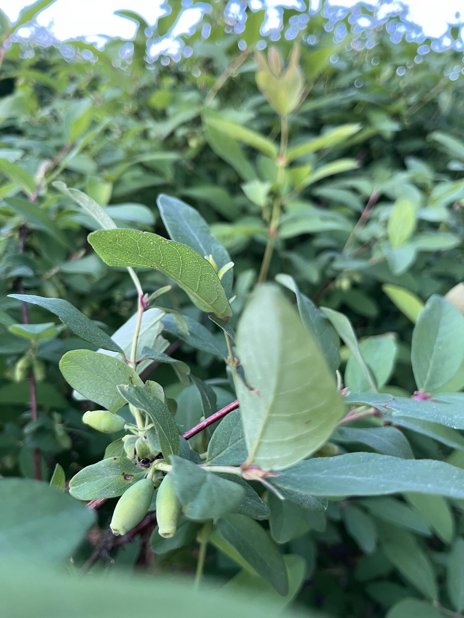 inbound4609292241557295327