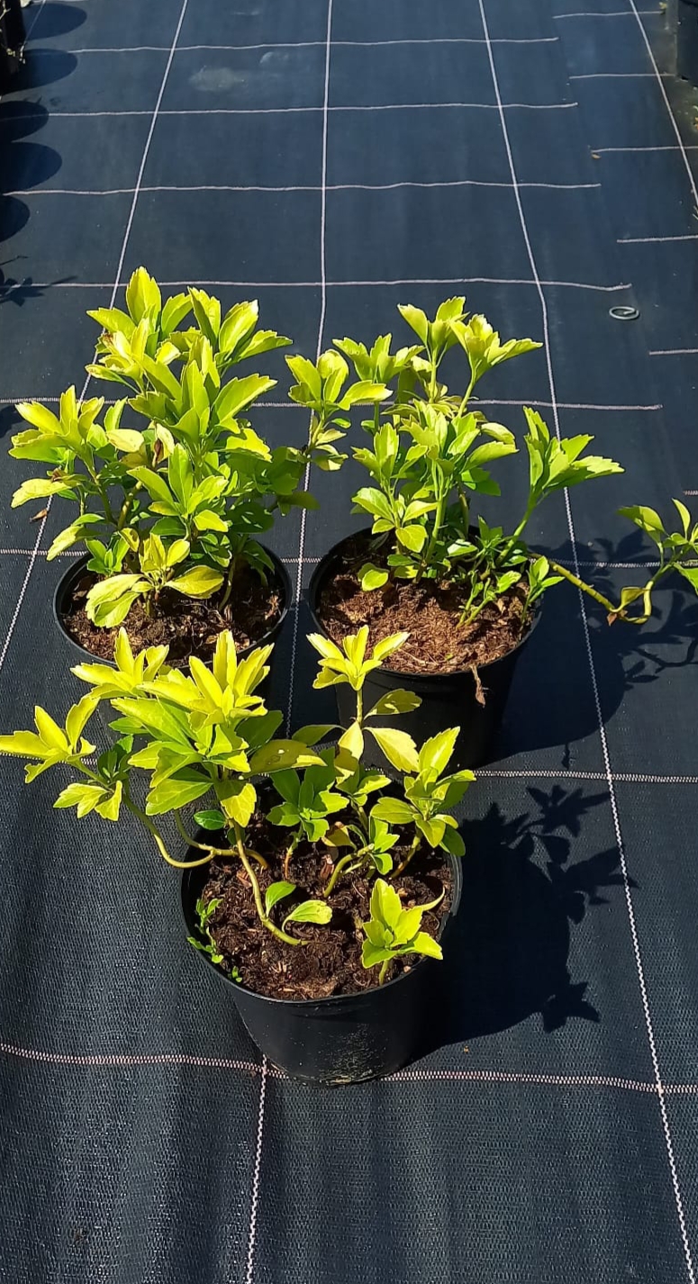 inbound4888141694780146814