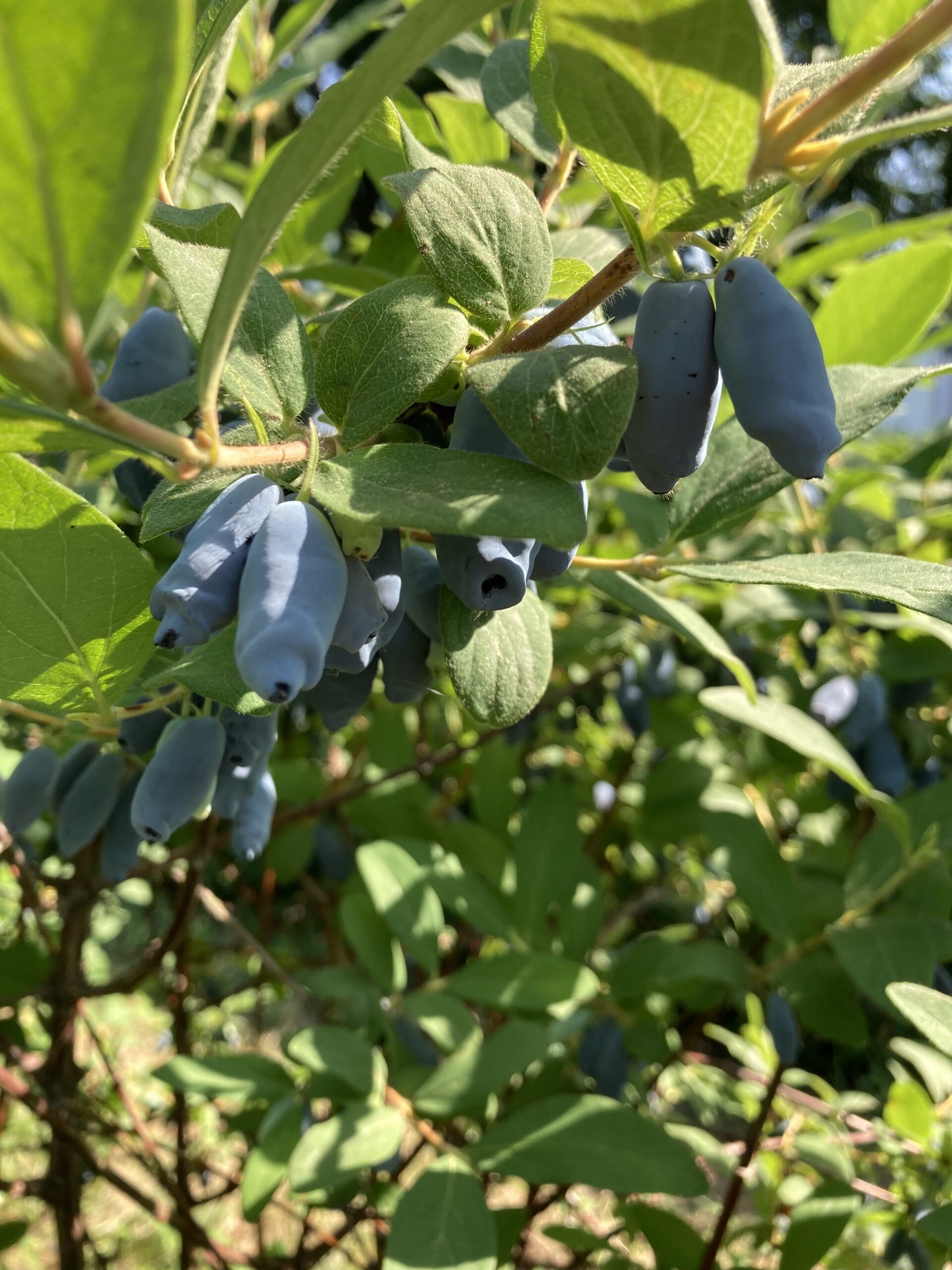 uuid4DDD7EEA-C257-445B-A40B-374D0F4AA5A6library1type1mode2loctruecaptrue