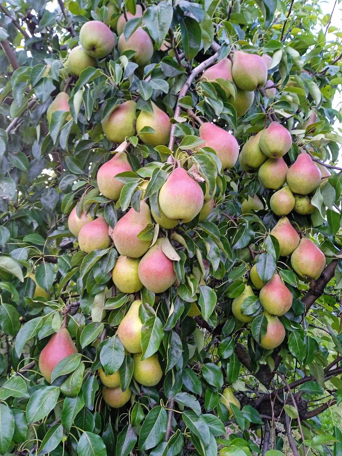 e955f9fc-ad3b-4bc5-8e70-3fe5e039b9cf-1