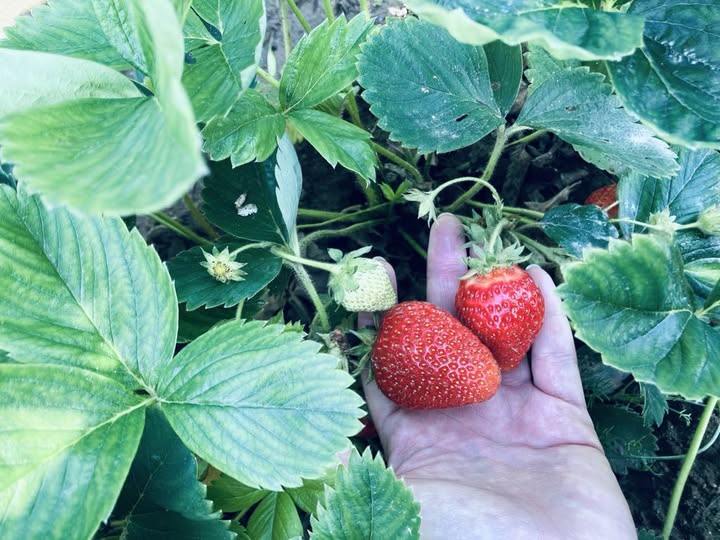 505724686_1002975642004972_8711101224311588388_n