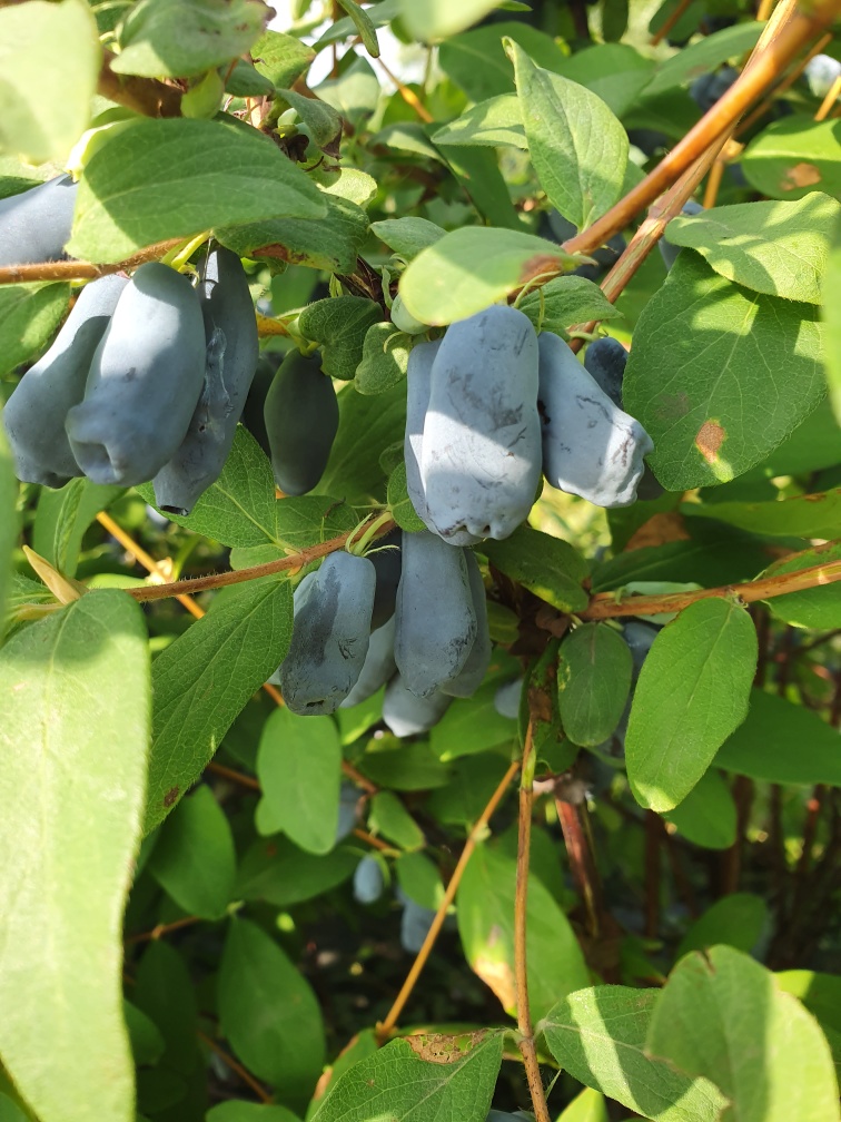 Resized_20210629_081324