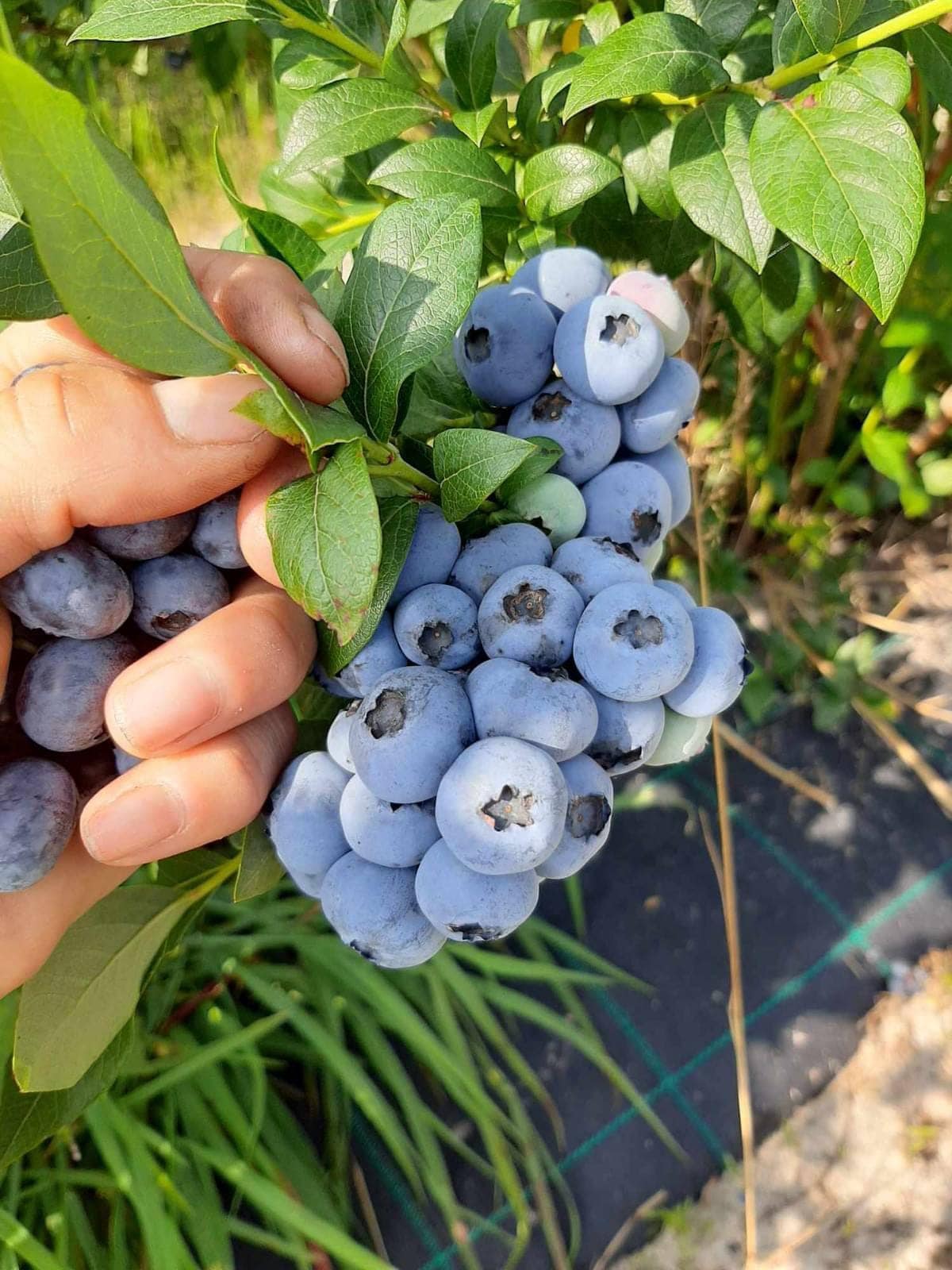 484893624_680604154636945_5538052089827296195_n