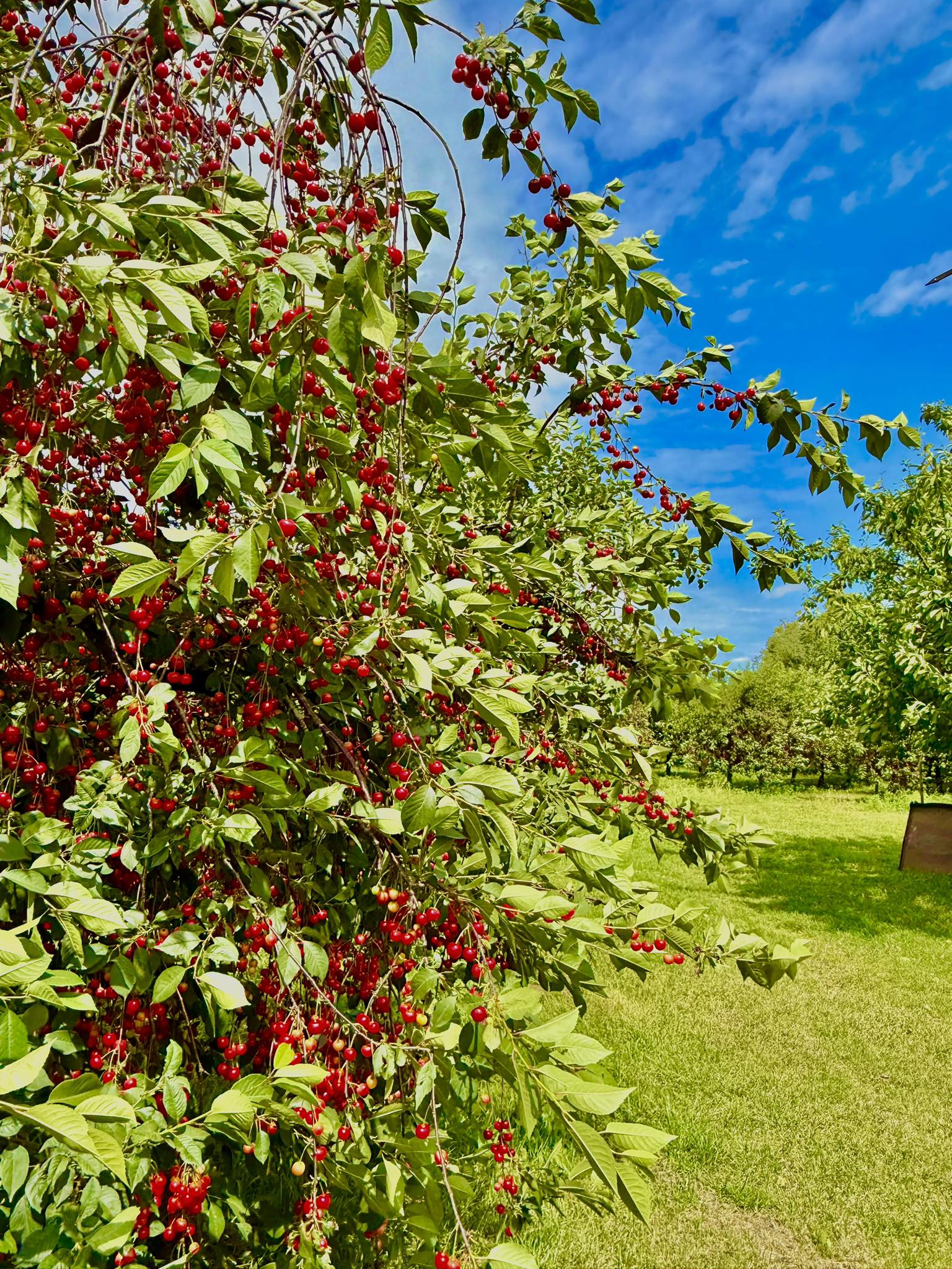 514278174_24442404342009746_5860248792356112504_n