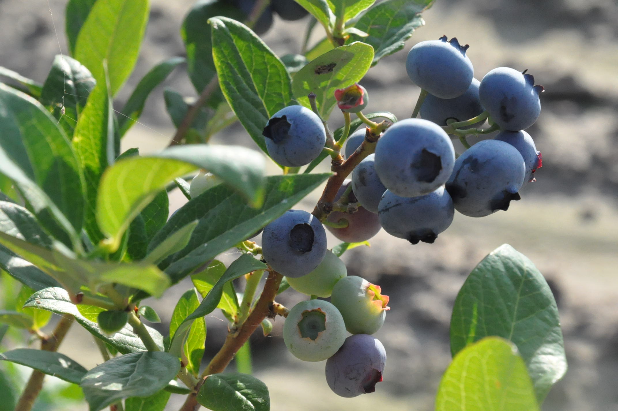 krzak_borowki_zowocem