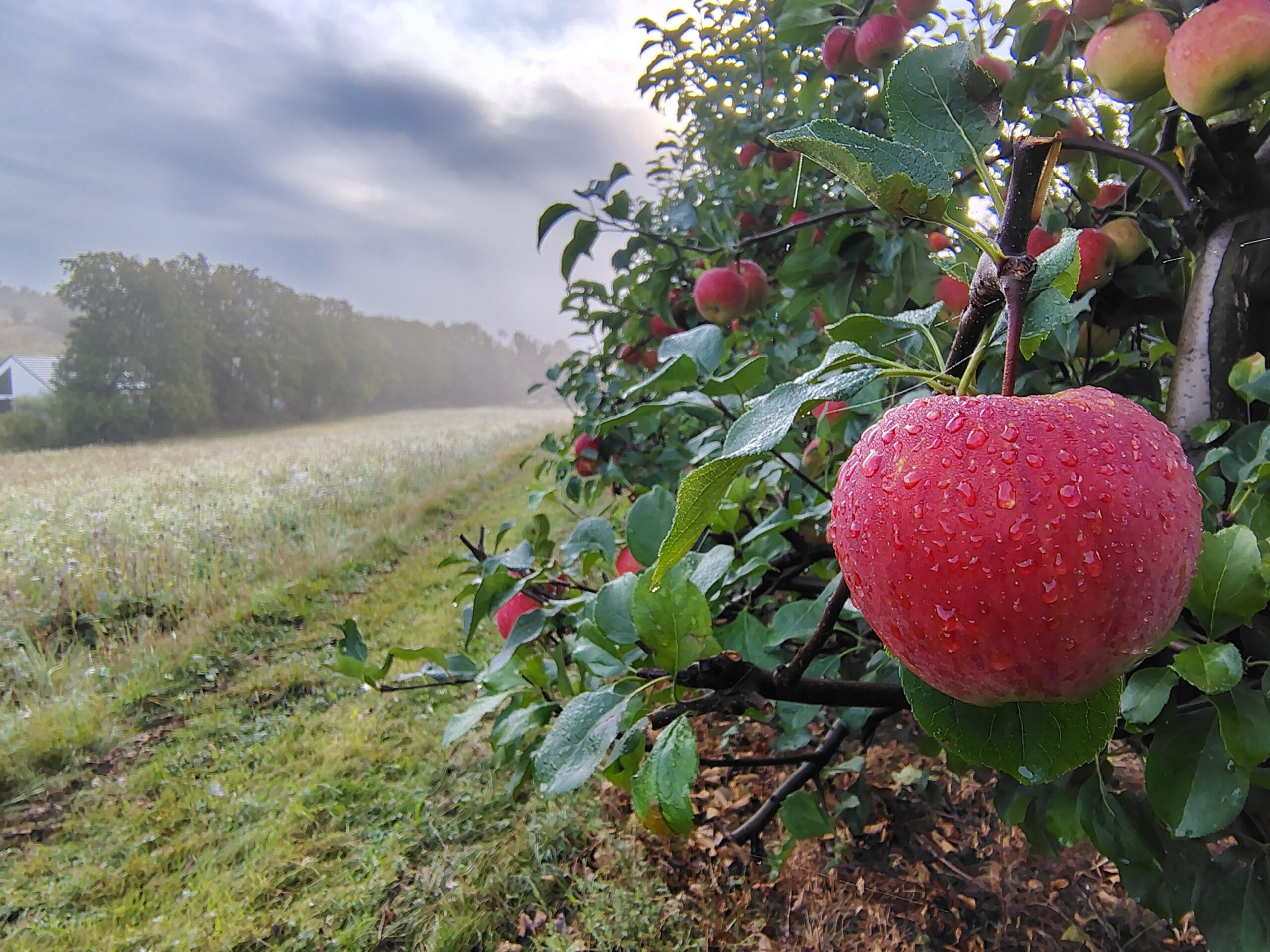 IMG_20250903_075715222_HDR