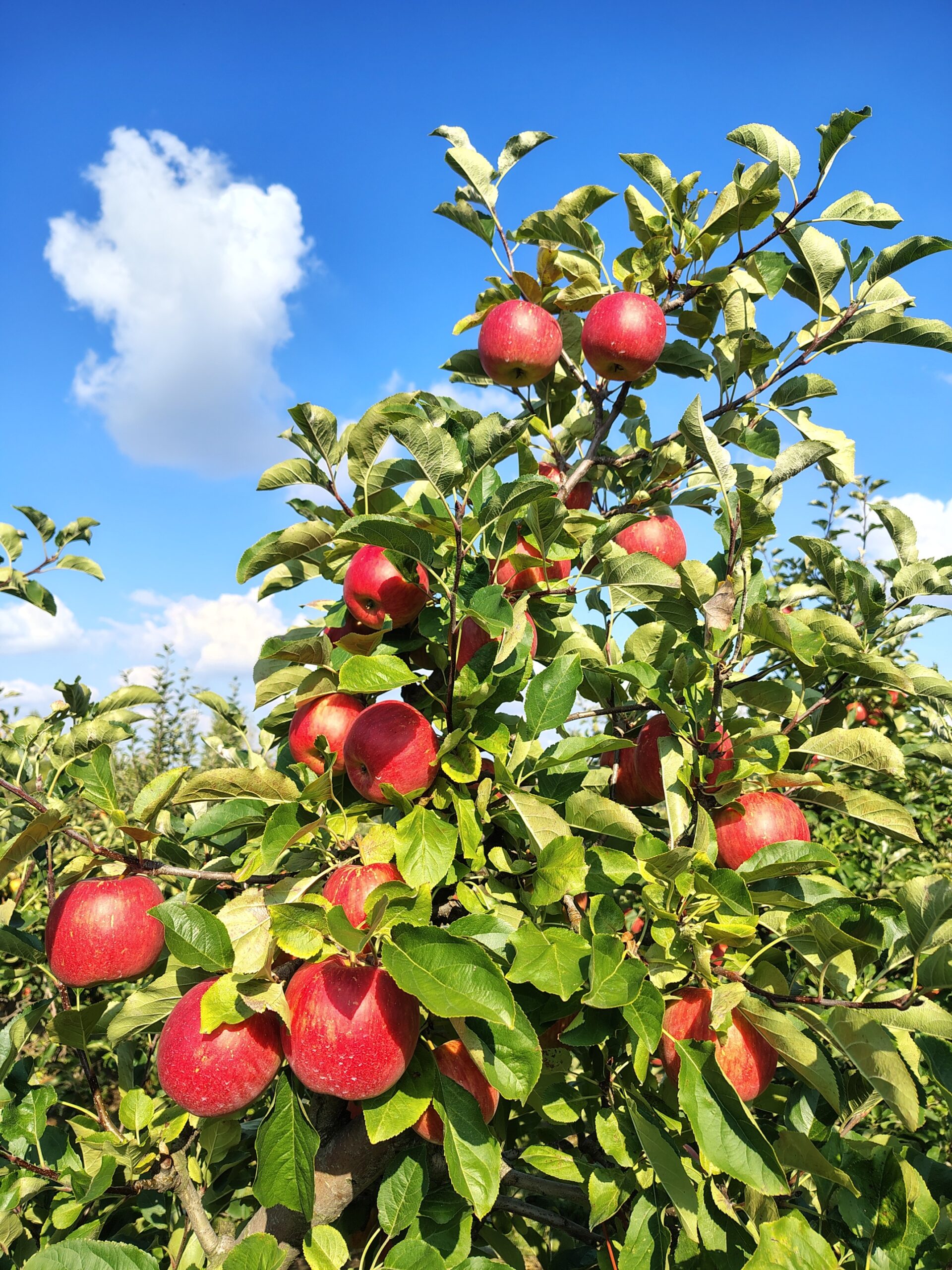 IMG_20250909_154110986_HDR