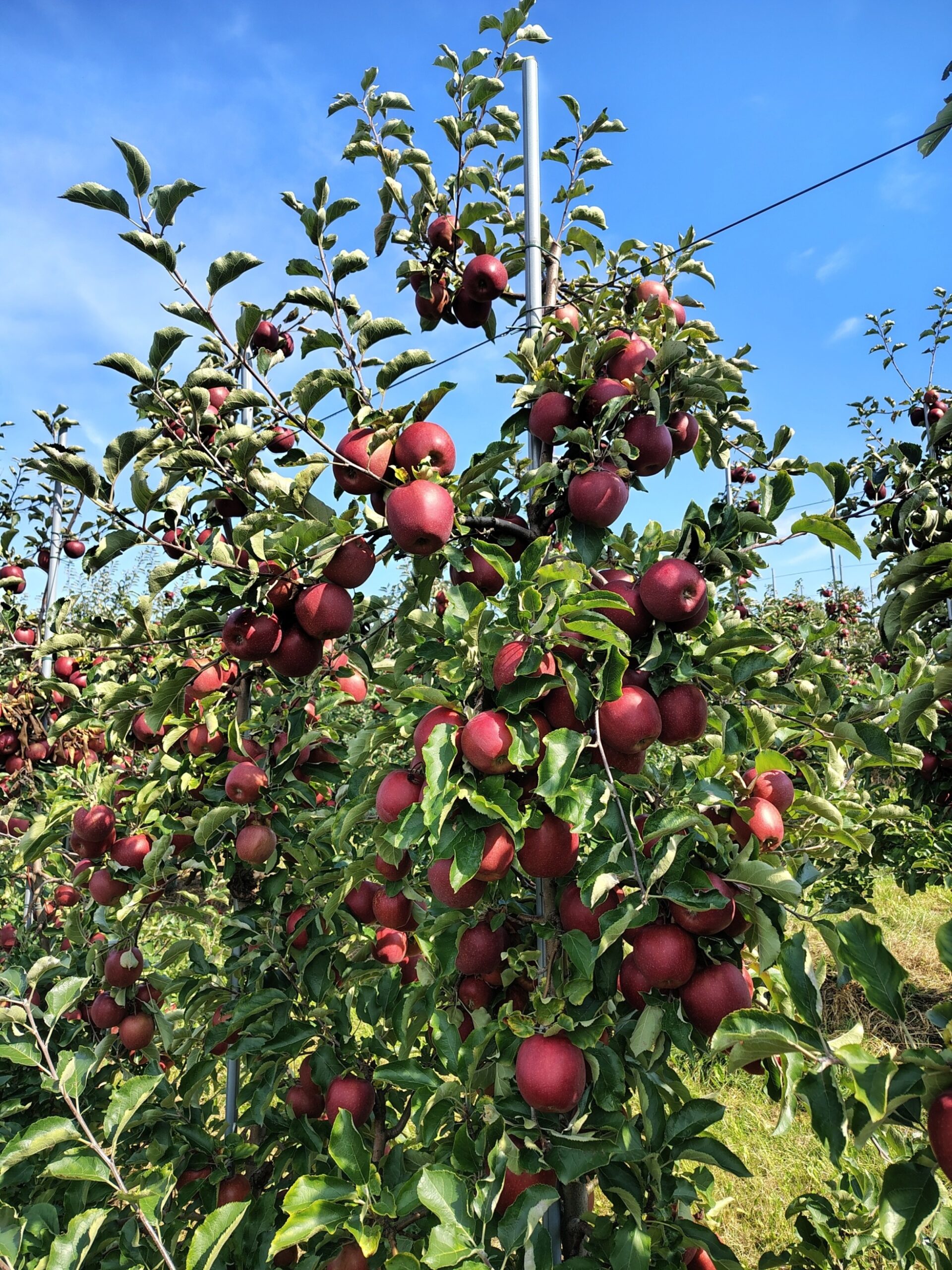 IMG_20250910_114256842_HDR