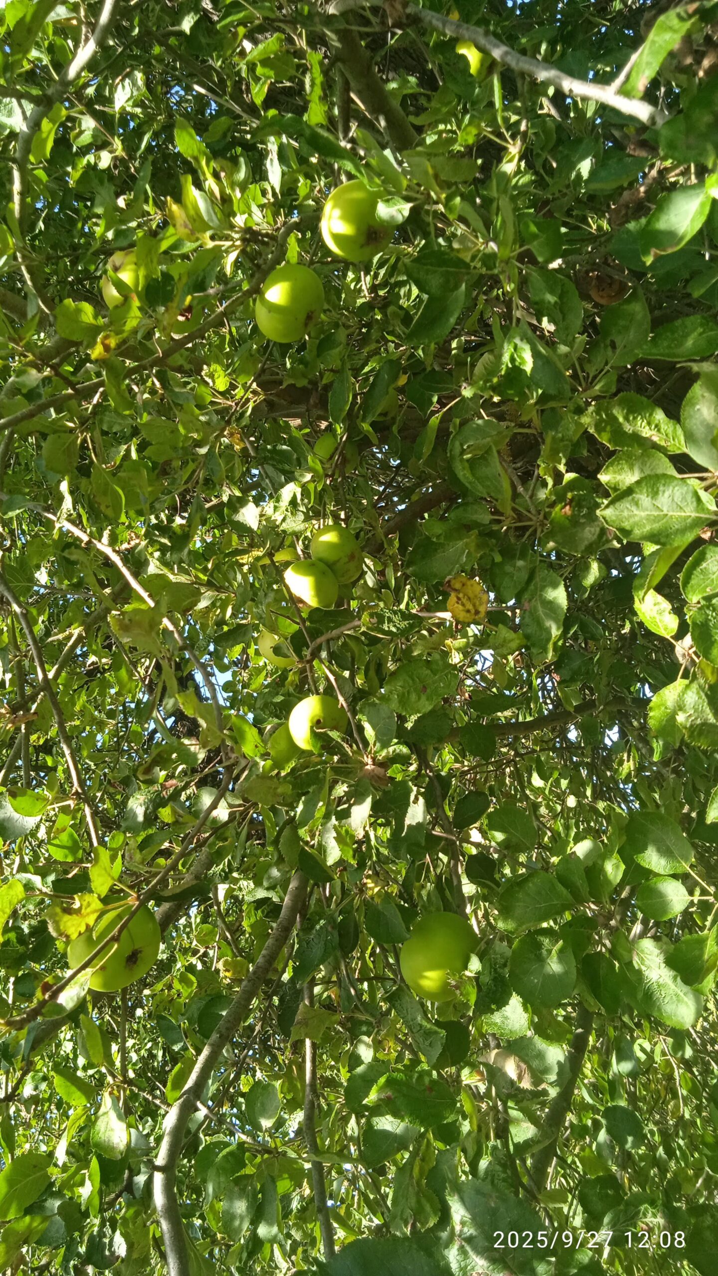 IMG_20250927_120859