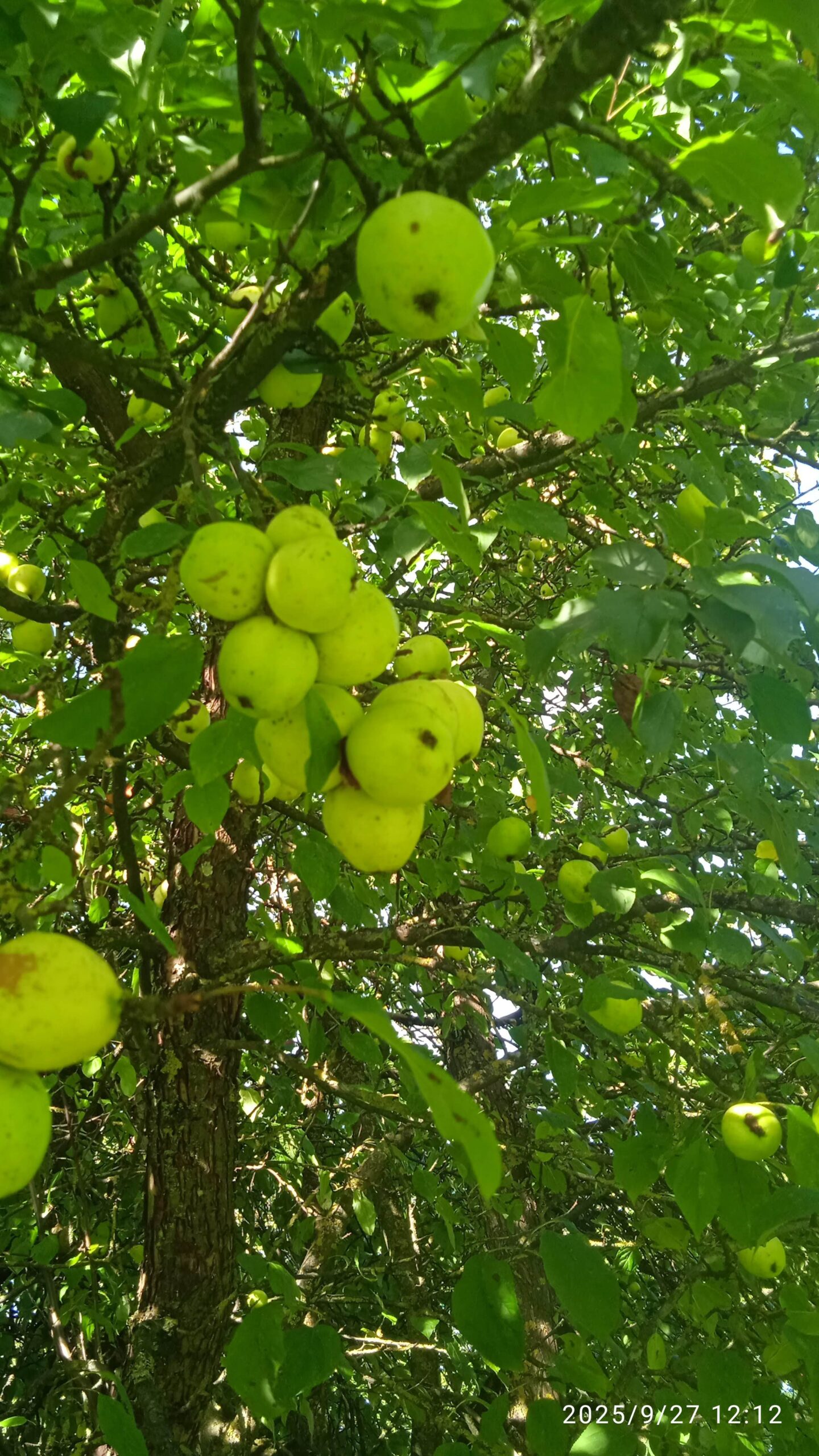 IMG_20250927_121245