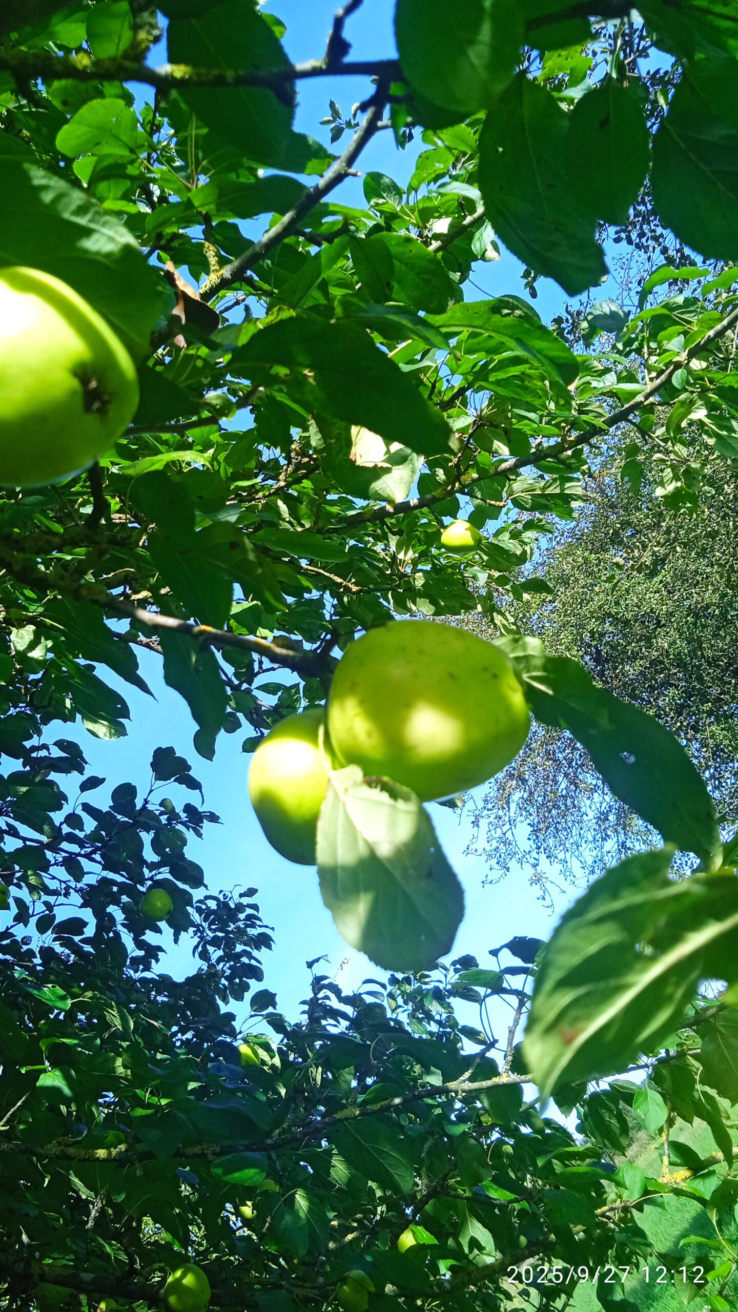 IMG_20250927_121253