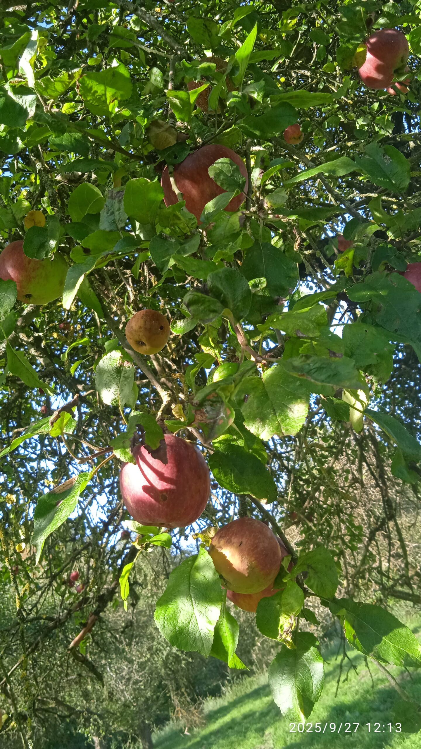 IMG_20250927_121322