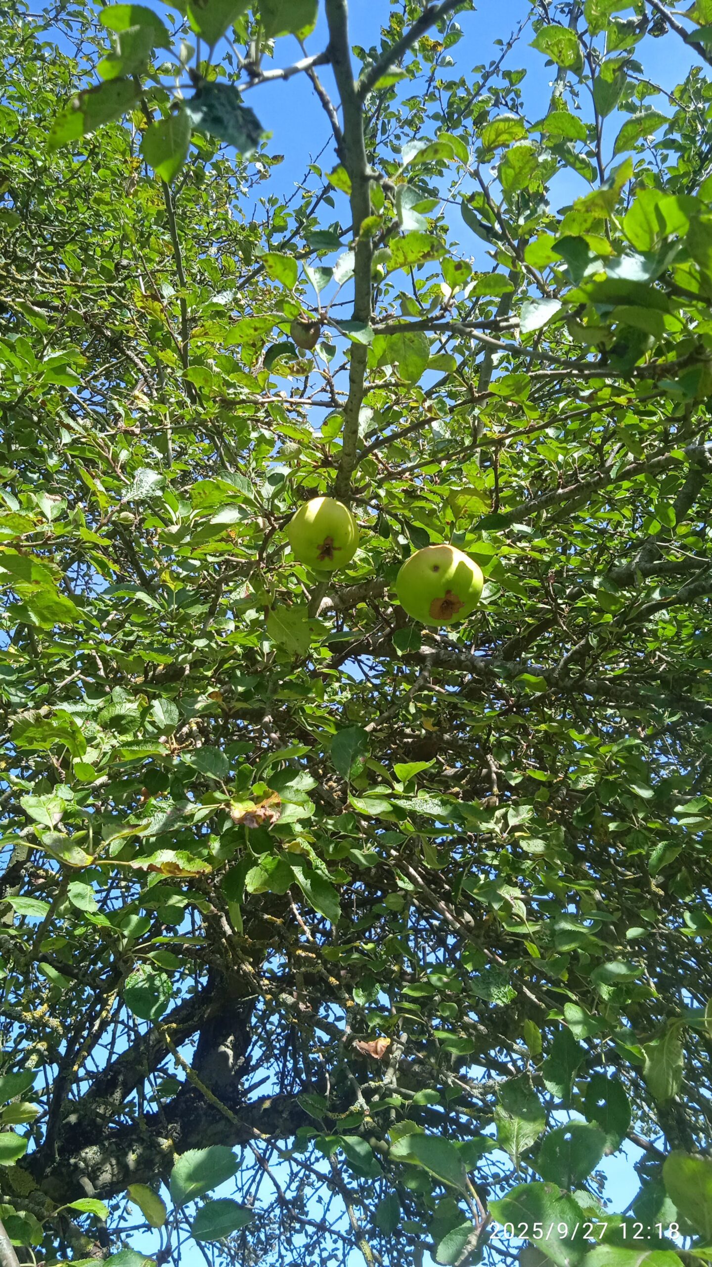 IMG_20250927_121850