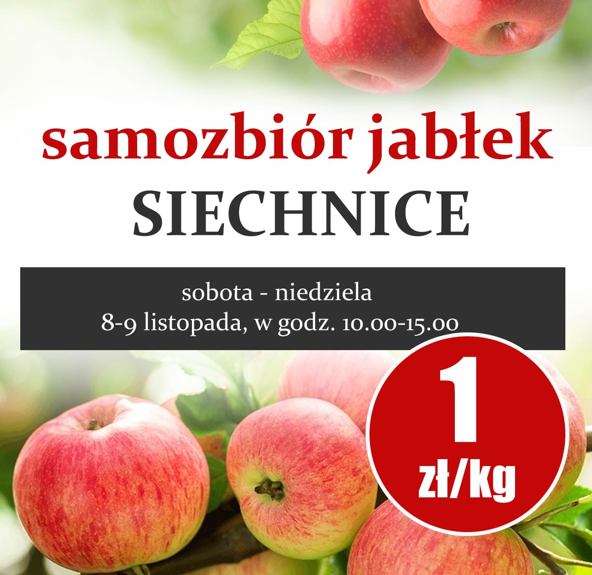 samozbior-jablek-1