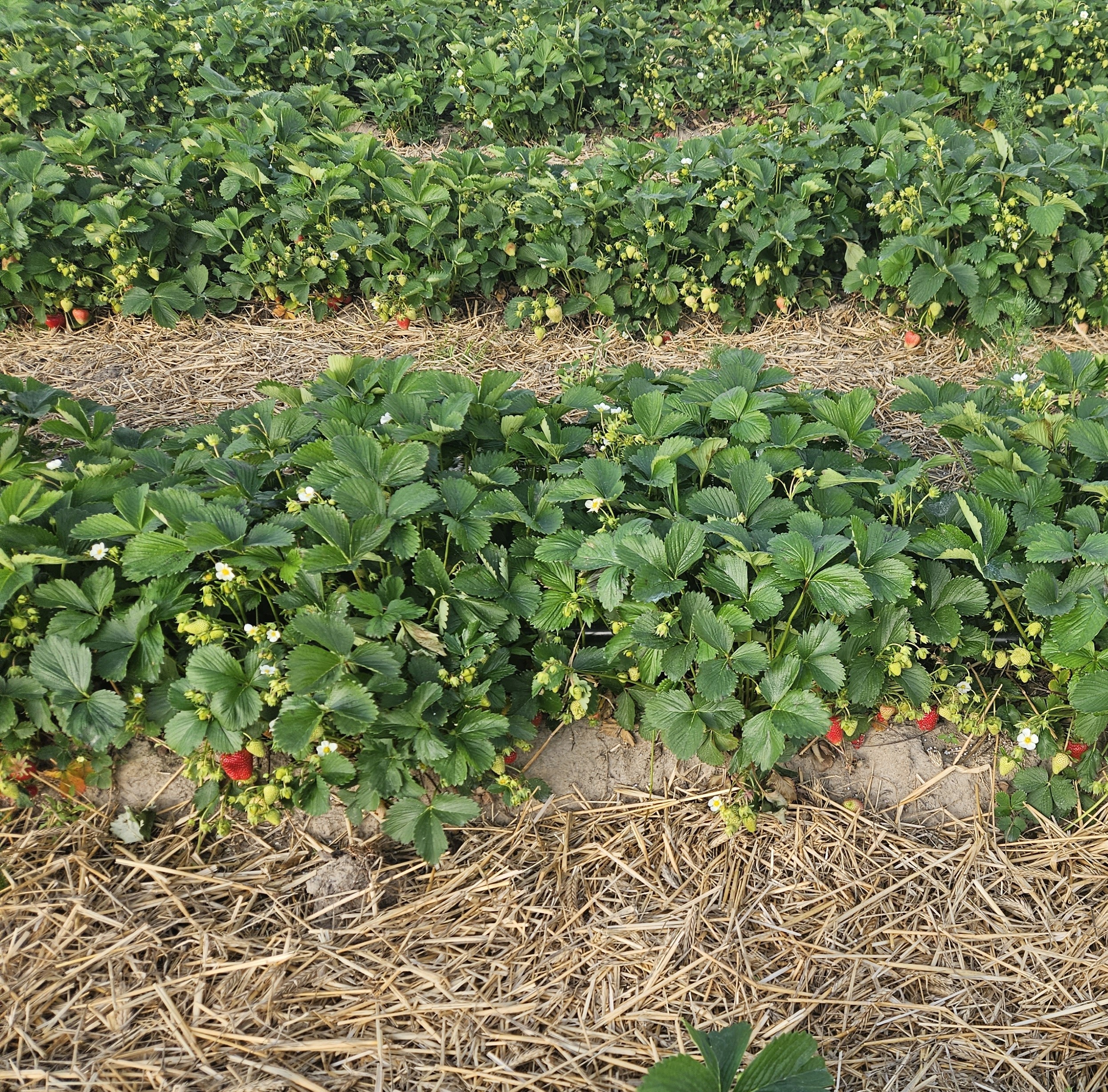 plantacja-3