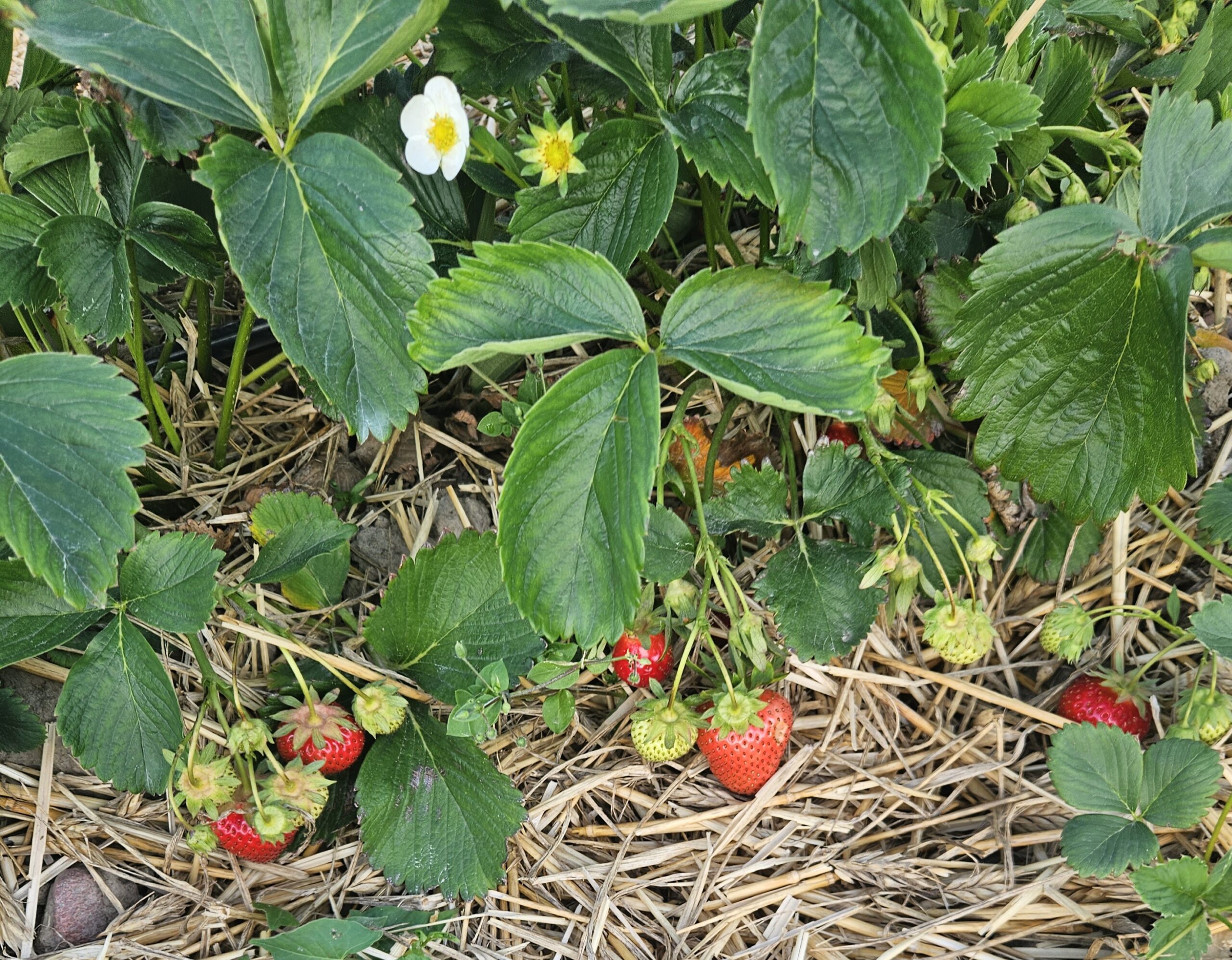 plantacja2