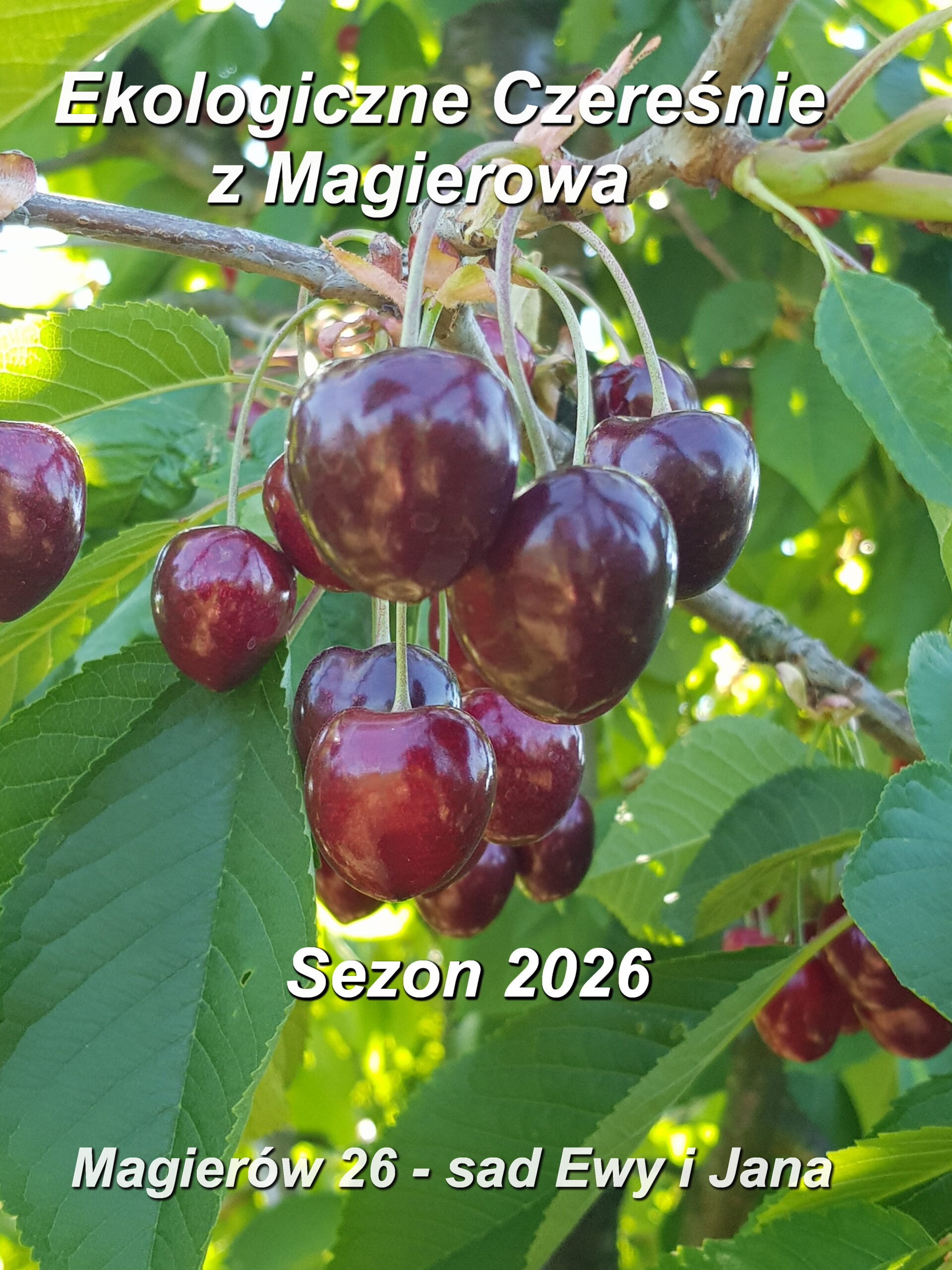 Czeresnie-Magierow