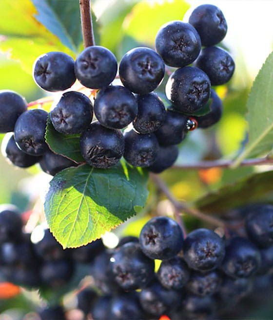 aronia