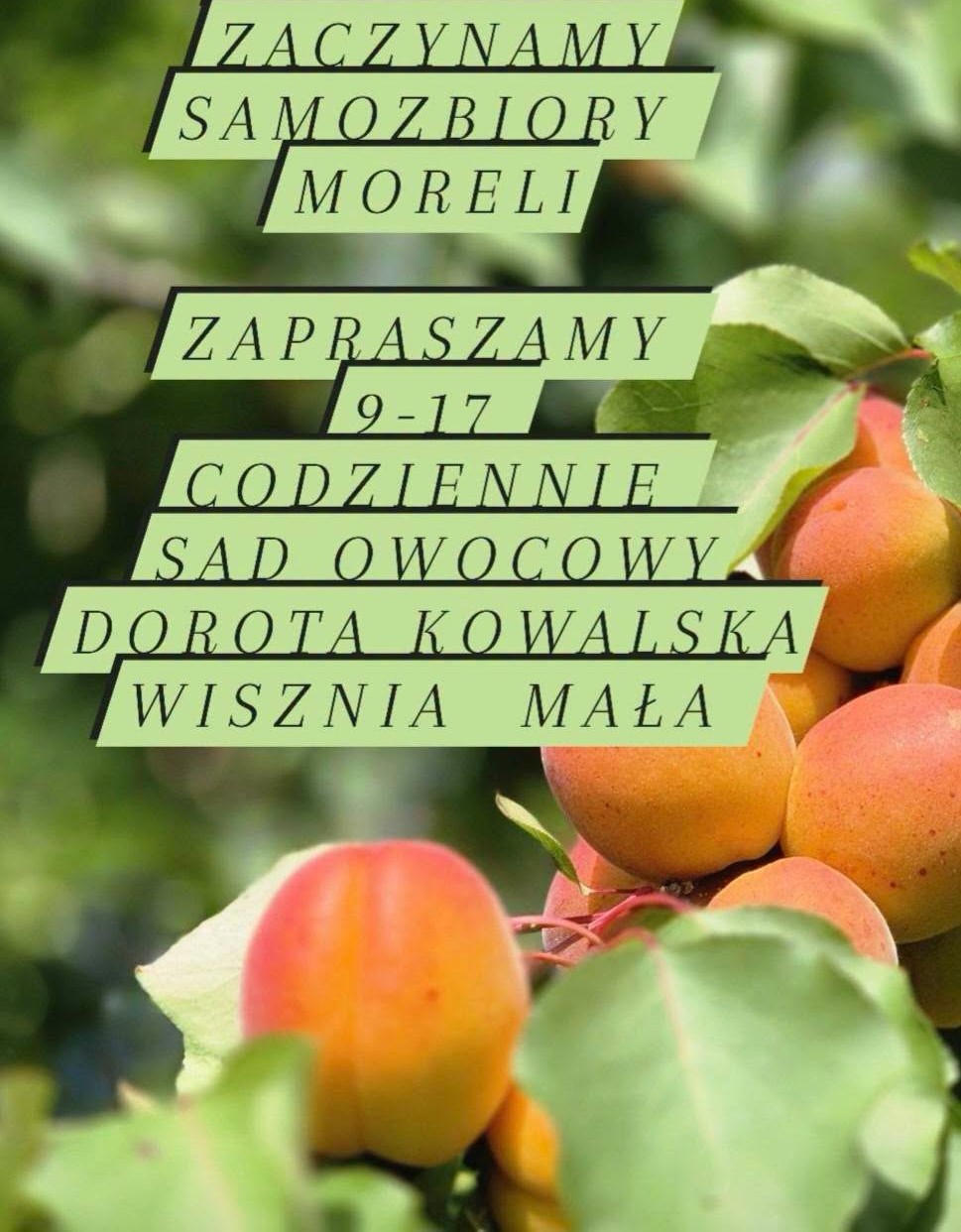 morela2026